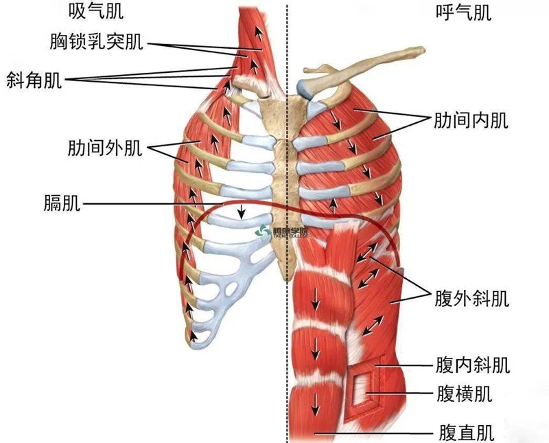 呼吸肌肉训练器:打开通向健康之门的金钥匙